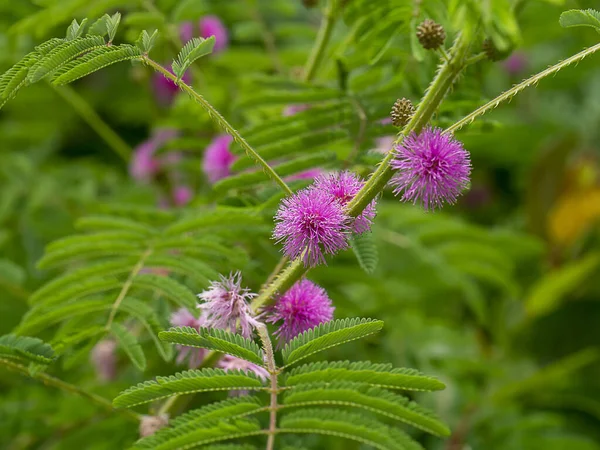 Fundo Planta Sensível Gigante Nome Científico Mimosa Diplotricha — Fotografia de Stock