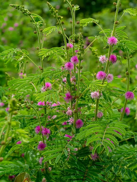 Riesiger Sensibler Pflanzenhintergrund Wissenschaftlicher Name Mimosa Diplotricha — Stockfoto