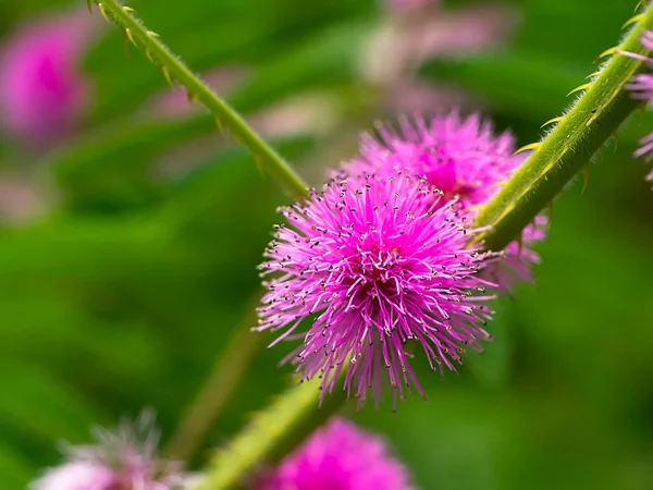Гигантский Чувствительный Растительный Фон Научное Название Mimosa Diplotricha — стоковое фото
