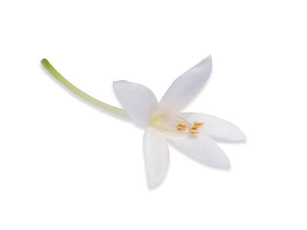 Nahaufnahme Von Weißen Indischen Korkblüten Millingtonia Hortensis Isoliert Auf Weißem — Stockfoto