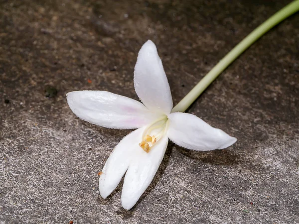 Close White Indian Cork Flowers Millingtonia Hortensis Ground — Stock Photo, Image