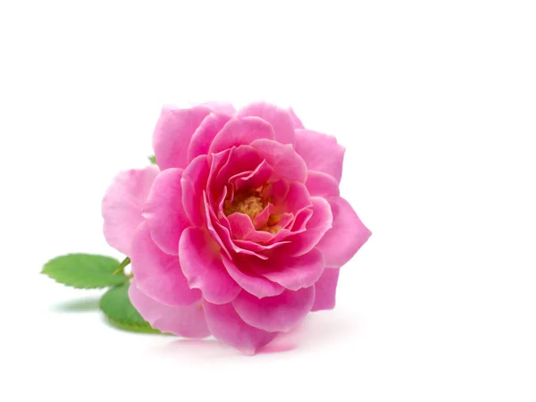 Gros Plan Rose Rose Fleur Sur Fond Blanc Rosa Damascena Photo De Stock