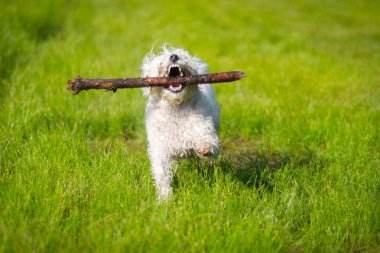 Büyük sopa ile oynayan köpek