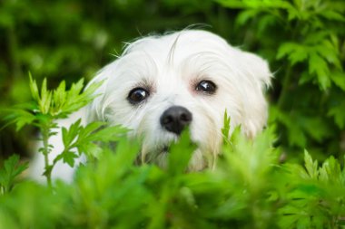Küçük köpek ormanda saklanıyor