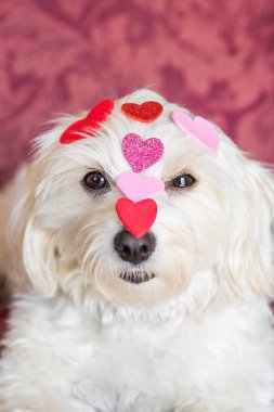 Köpek kalp şekilleri kafasına Dengeleme