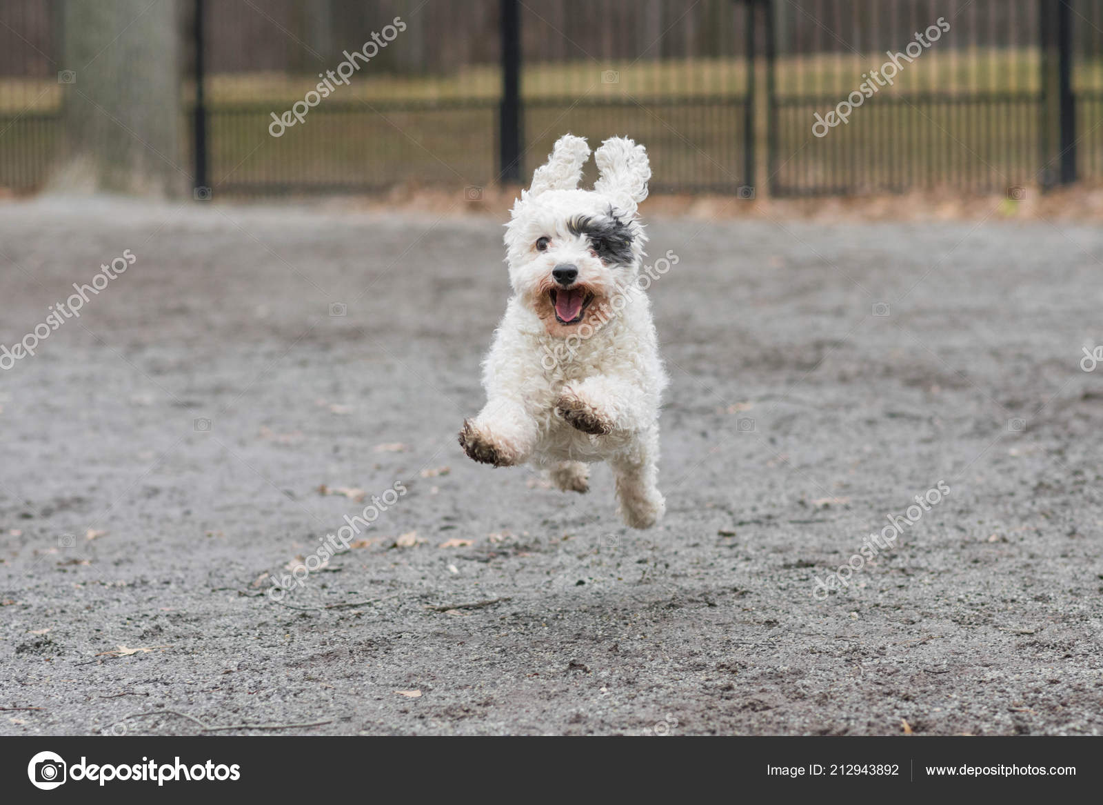 Mignon Chien Blanc Avec Bandeau Sur œil Noir Heureusement