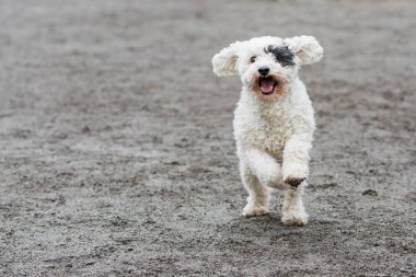 Sevimli beyaz köpek mutlu çalışan siyah göz bandı ile