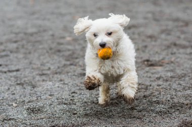 Sevimli beyaz köpek mutlu çalışan siyah göz bandı ile