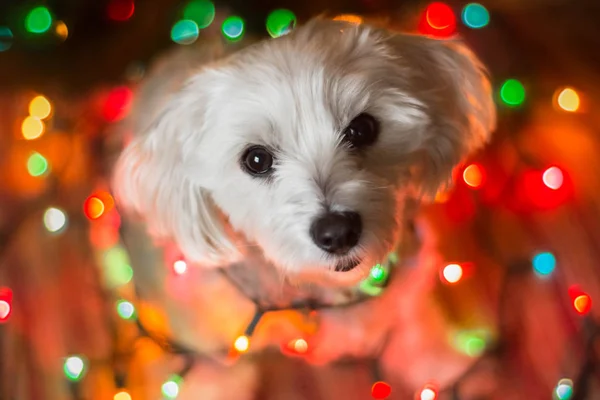 Pequeno Cão Branco Com Luzes Coloridas Olhando Para Câmera — Fotografia de Stock