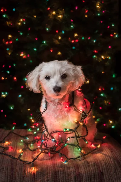 カラフルなライト暗闇の中で座っている小さな白い犬 — ストック写真