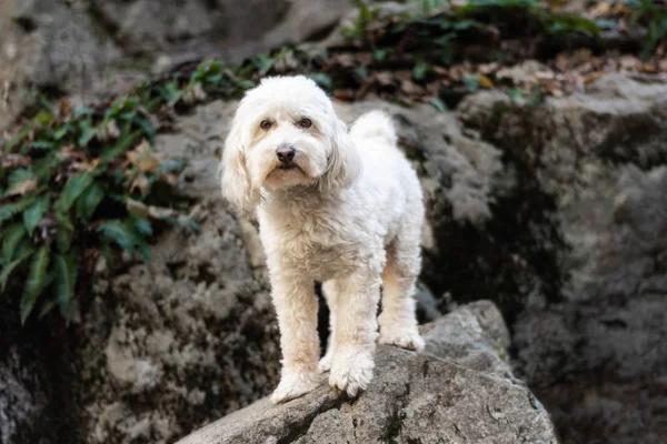 Собака Стоїть Скелі Відкритому Повітрі Парку — стокове фото