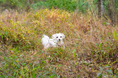 Ormanda uzun otların içinde küçük beyaz köpek ayakta