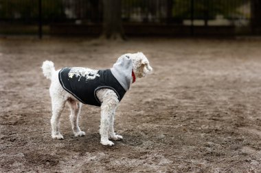 İçinde park uzak bir gömlek ve hood ile seyir köpek ayakta.