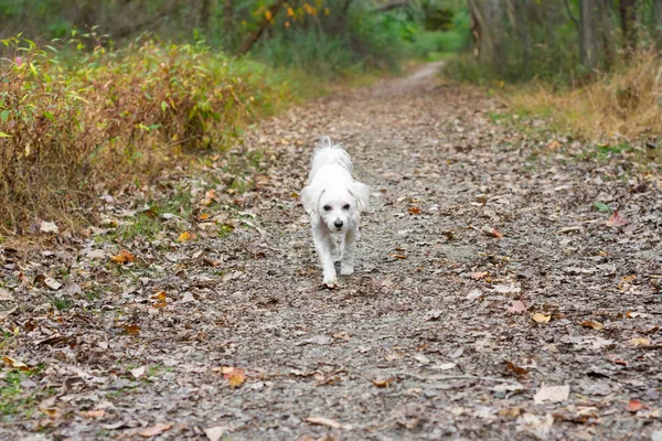 Small white dog walking on path in public park