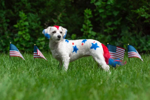 Small dog standing with flags