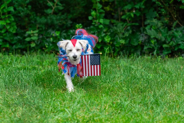 Dog carrying flag with eyes closed — Stock Photo, Image