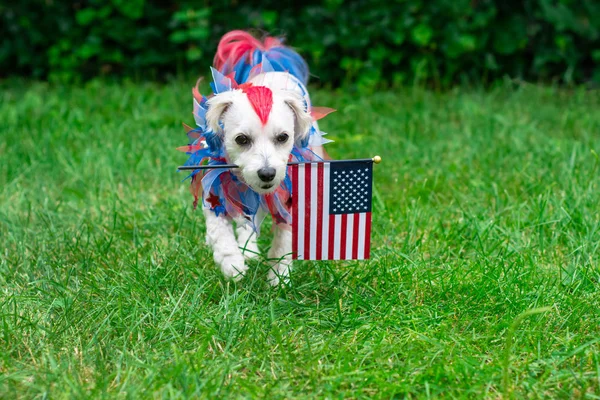 Dog walking with flag