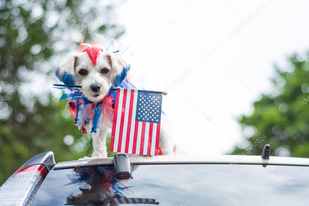 Dog holding flag on car roof