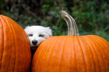 Köpeğin kafası iki balkabağının arasında uyuyor.