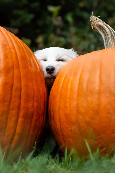 Liten hund mysigt mellan två stora pumpor — Stockfoto