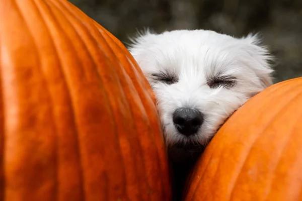 Small dog napping between two pumpkins