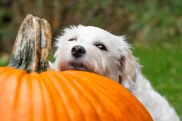 Small dog resting head on pumpkin