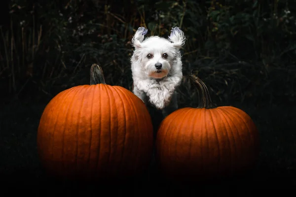 Dog flying over pumpkins