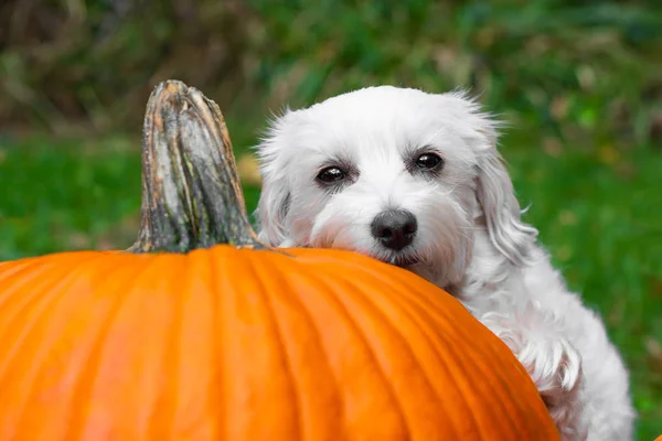Small dog resting head on big pumpkin