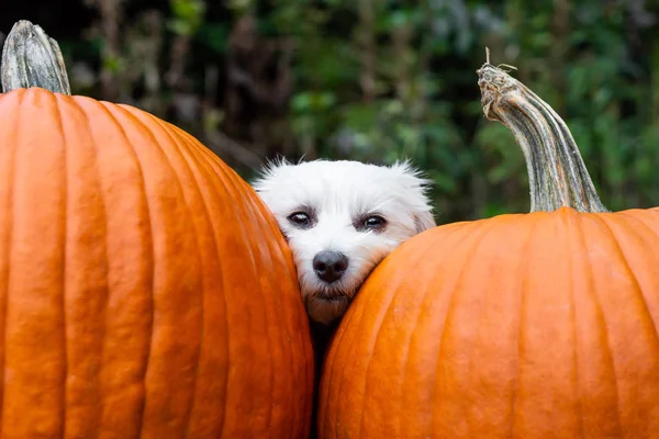 Dog resting head between two pumpkins