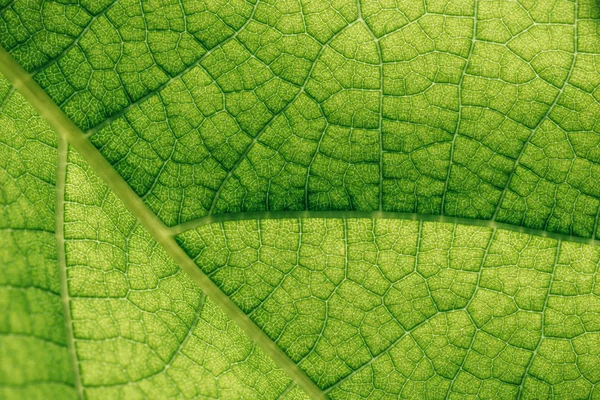 Macro Texture Feuille Verte Naturelle — Photo