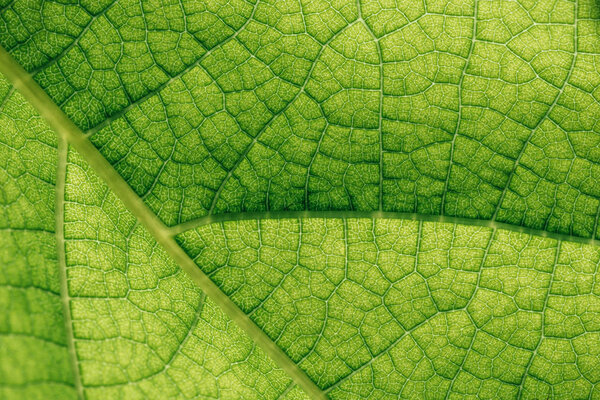 macro texture of natural green leaf 
