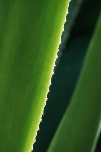 Μακροοικονομική Άποψη Του Πράσινου Aloe Φύλλα Στο Φως Του Ήλιου — Φωτογραφία Αρχείου