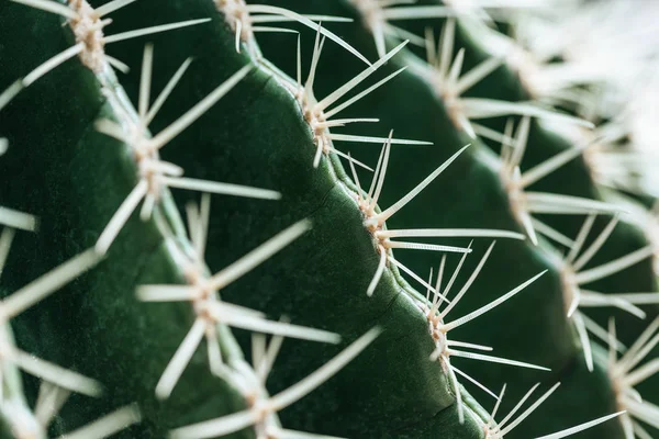 Macro Vista Cactus Verde Con Agujas —  Fotos de Stock