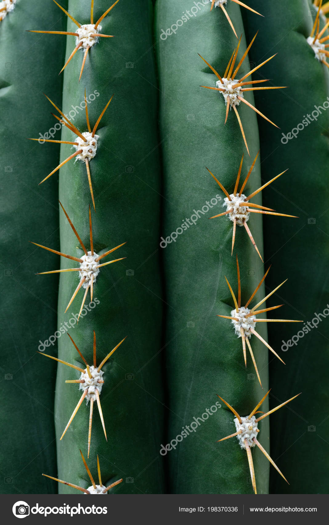 Close Texture Green Cactus Needles Stock Photo by ©KostyaKlimenko ...