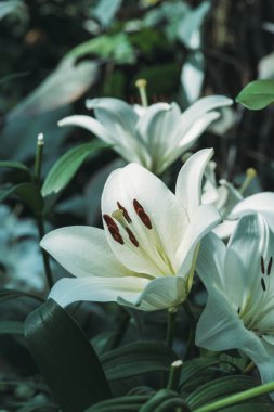 close up view of white lily flowers clipart
