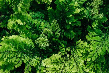 arka plan ile houseplant doğal yeşil yapraklar