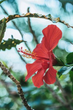 close up view of red hibiscus flower on green plant clipart