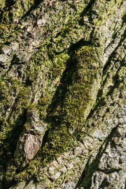 vertical background of tree bark with moss clipart