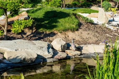 dove standing on rocks near calm pond in summer at sunlight clipart