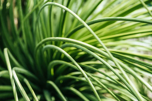 Vue Rapprochée Herbe Verte Soleil — Photo gratuite