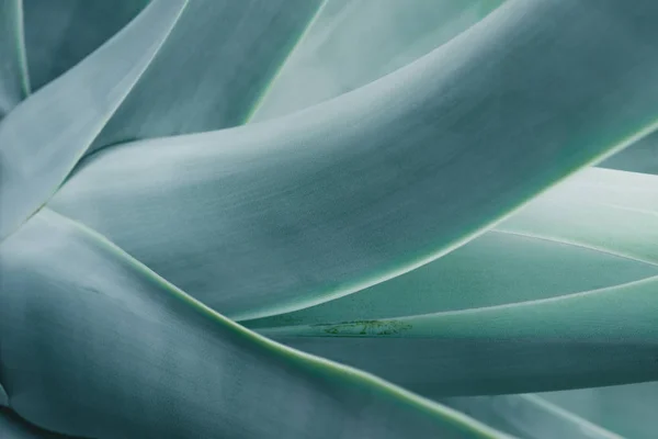 Close Van Achtergrond Met Blauwe Aloë Plant — Stockfoto