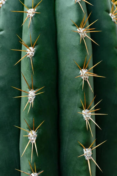 Gros Plan Texture Cactus Vert Avec Des Aiguilles — Photo