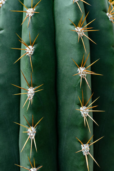 close up texture of green cactus with needles 