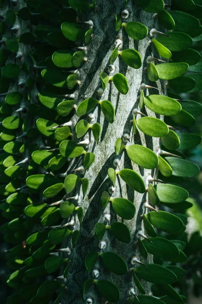 Primer Plano Textura Cactus Pachypodium Verde — Foto de stock gratuita