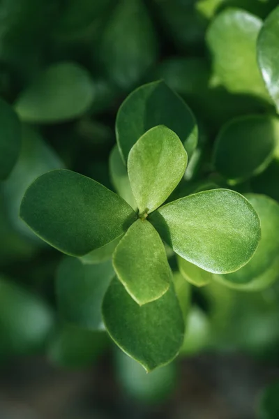 Close Green Botanical Aichryson Succulent — Stock Photo, Image