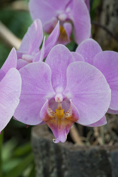 вид на розовые орхидеи
