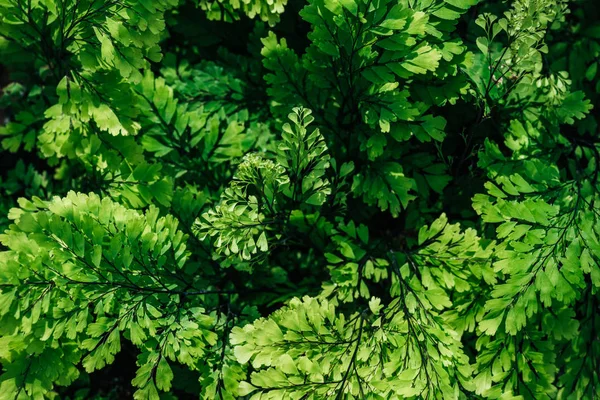 Fundo Com Folhas Verdes Naturais Planta Sala — Fotografia de Stock