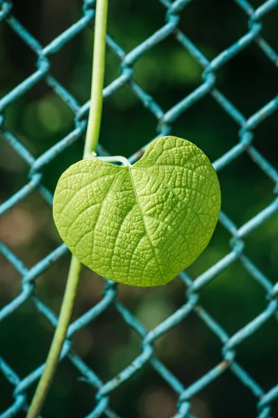 Une Feuille Verte Sur Une Clôture Métallique — Photo