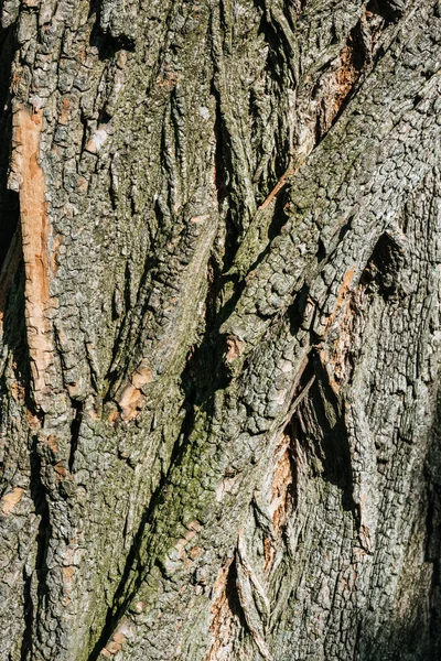 Vertical Texture Dry Tree Bark Daylight — Stock Photo, Image