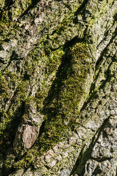 vertical background of tree bark with moss